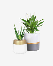 Diamond Halo Stud Donec