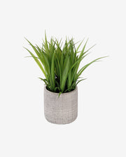 Ciamond Halo Stud Cum